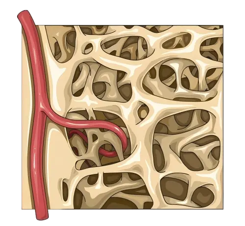 人体骨小梁的显微结构图